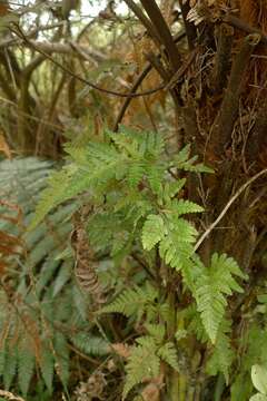 Imagem de Rumohra adiantiformis (G. Forst.) Ching