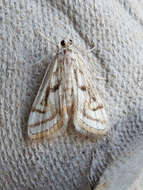 Image of Chestnut-marked Pondweed Moth