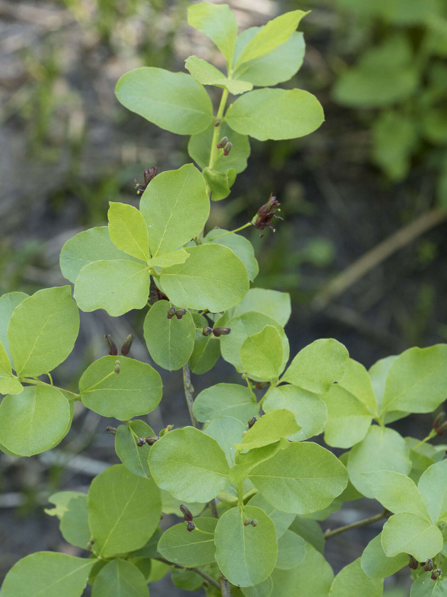 Image of purpleflower honeysuckle