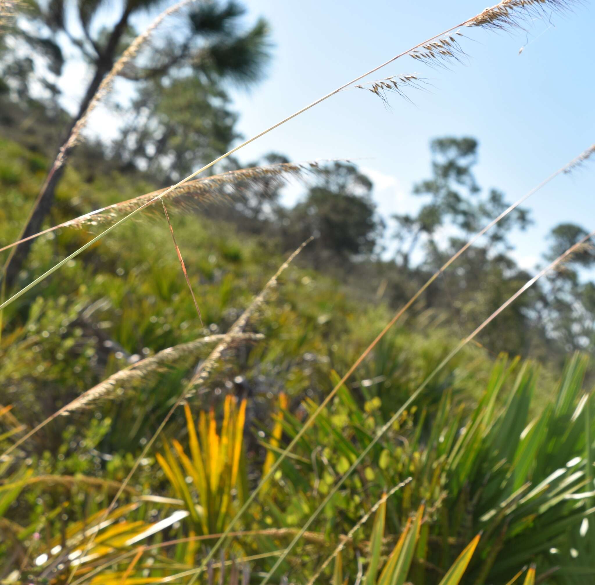 Image of Lopsided Indian Grass