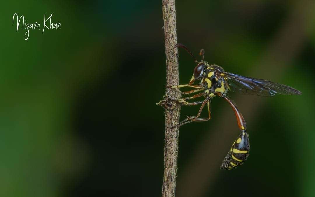 Eustenogaster hauxwellii (Bingham 1893)的圖片