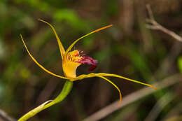 Image of Swamp spider orchid