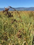 Image of Fen Sedge