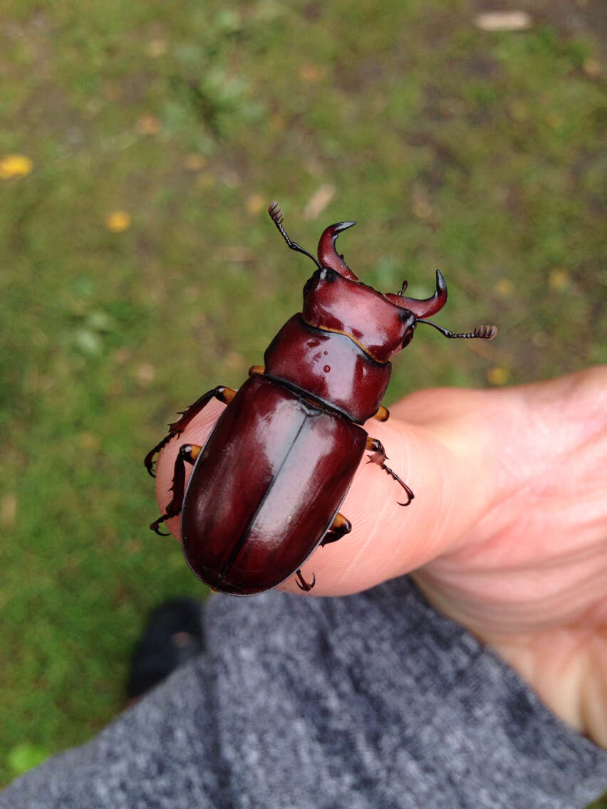 Lucanus (Pseudolucanus) capreolus (Linnaeus 1763)的圖片