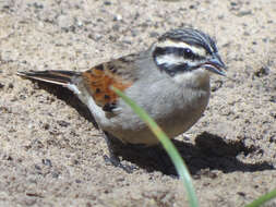 Image of Emberiza capensis capensis Linnaeus 1766