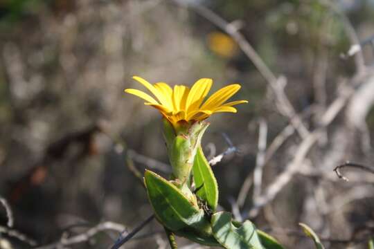 Image of Osteospermum australe B. Nord.