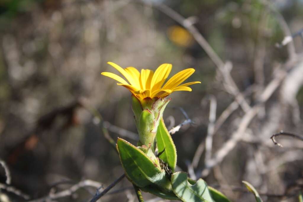 Image of Osteospermum australe B. Nord.