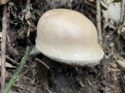 Image de Fistulinella violaceipora (G. Stev.) Pegler & T. W. K. Young 1981