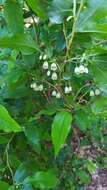 Image of Vaccinium arctostaphylos L.