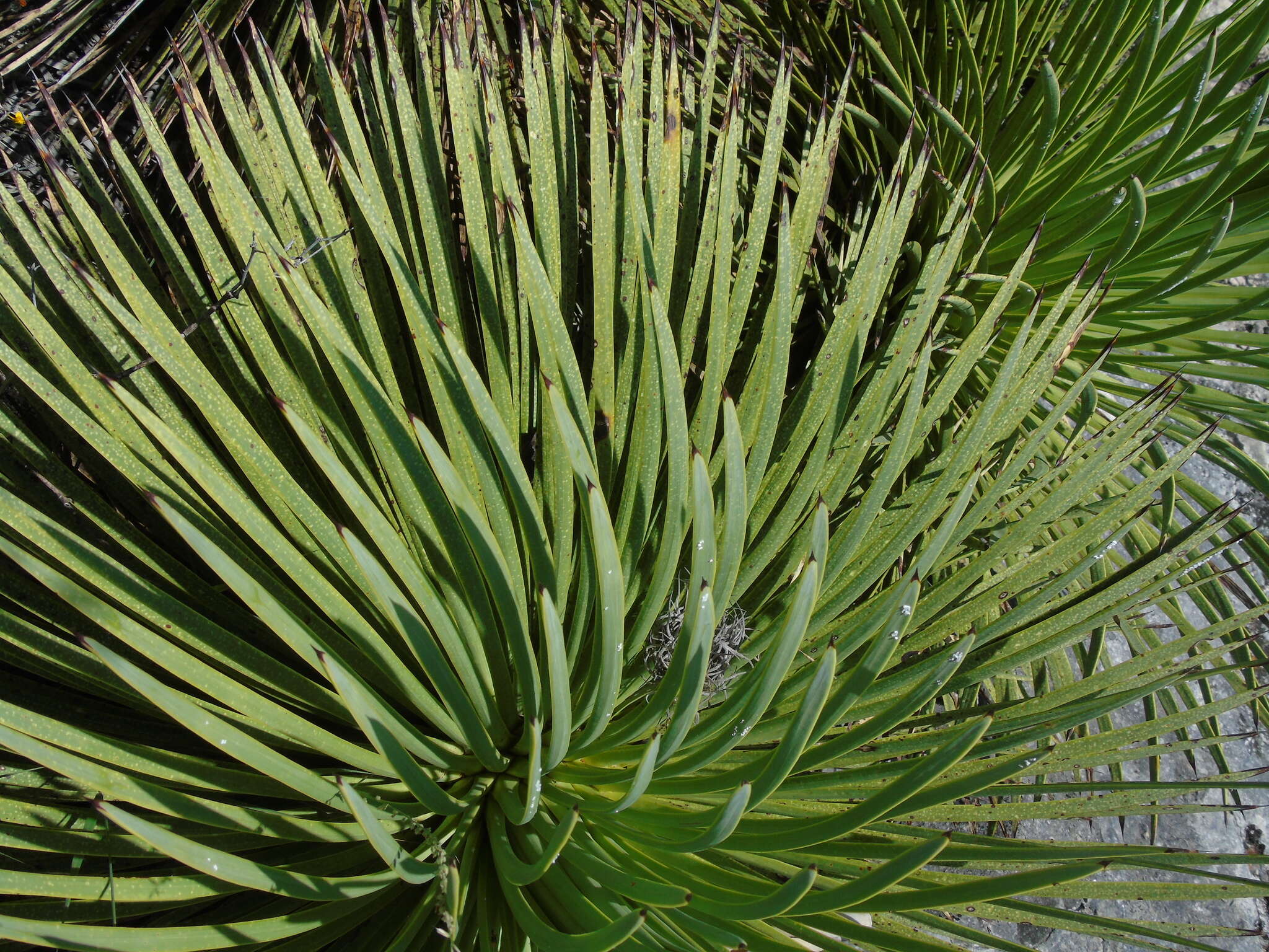 Image of Hedgehog Agave