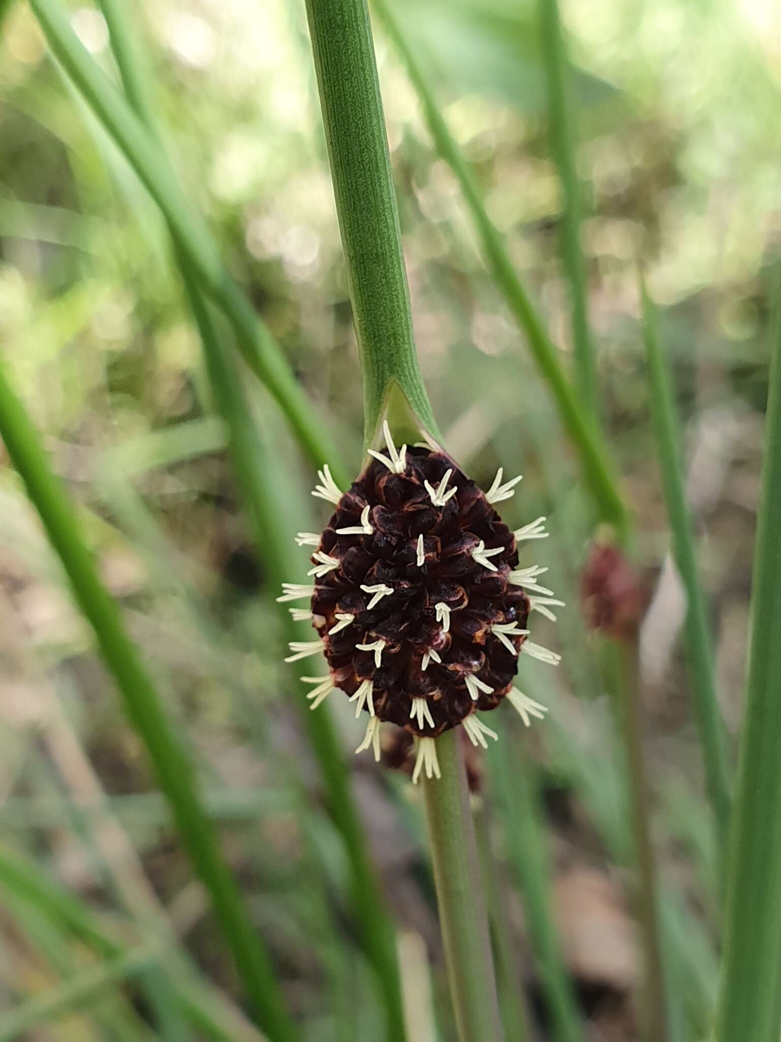 Image of Chorizandra cymbaria R. Br.