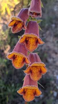 Image of Spanish Rusty Foxglove