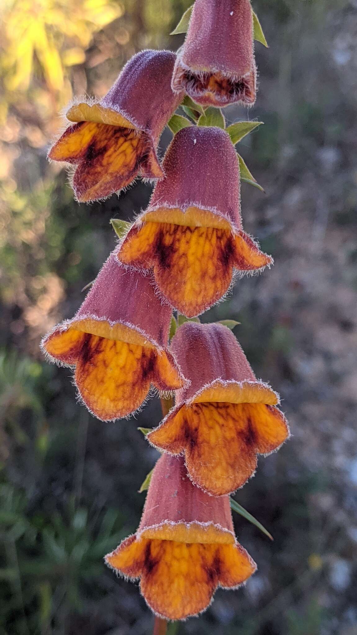 Image de Digitalis obscura L.