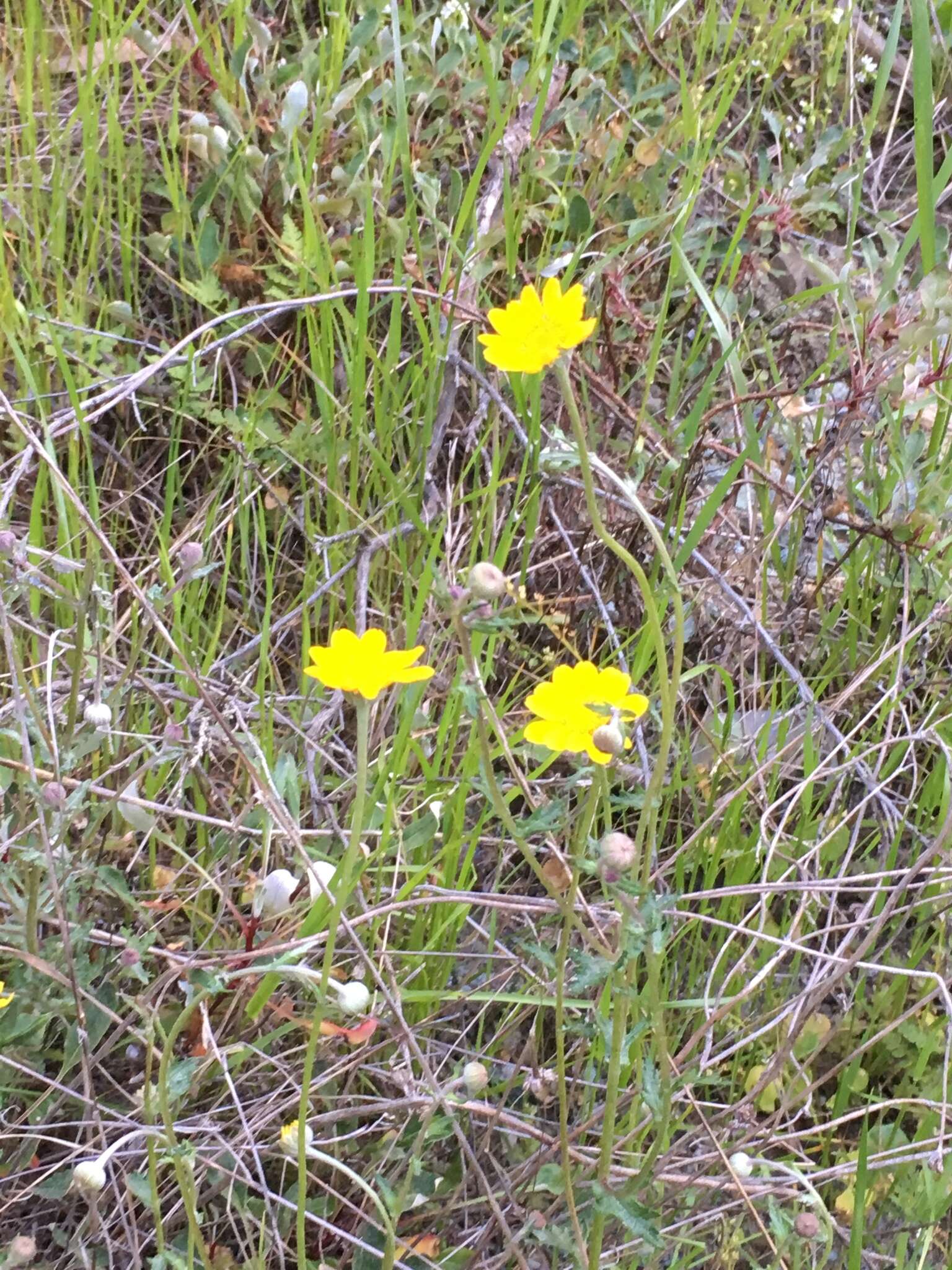 Image of common woolly sunflower