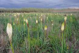 Image of Kniphofia ensifolia subsp. ensifolia