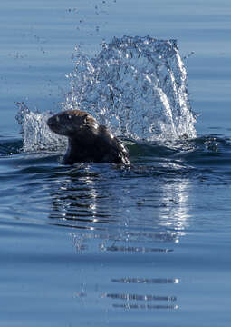 Image of Northern Sea Otter