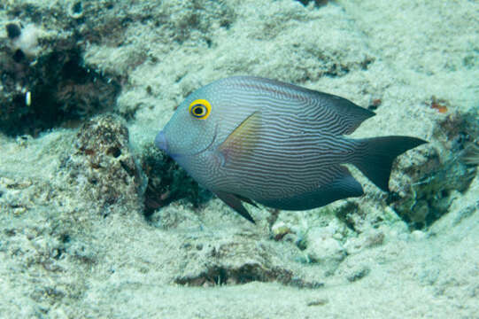 صورة Ctenochaetus strigosus (Bennett 1828)