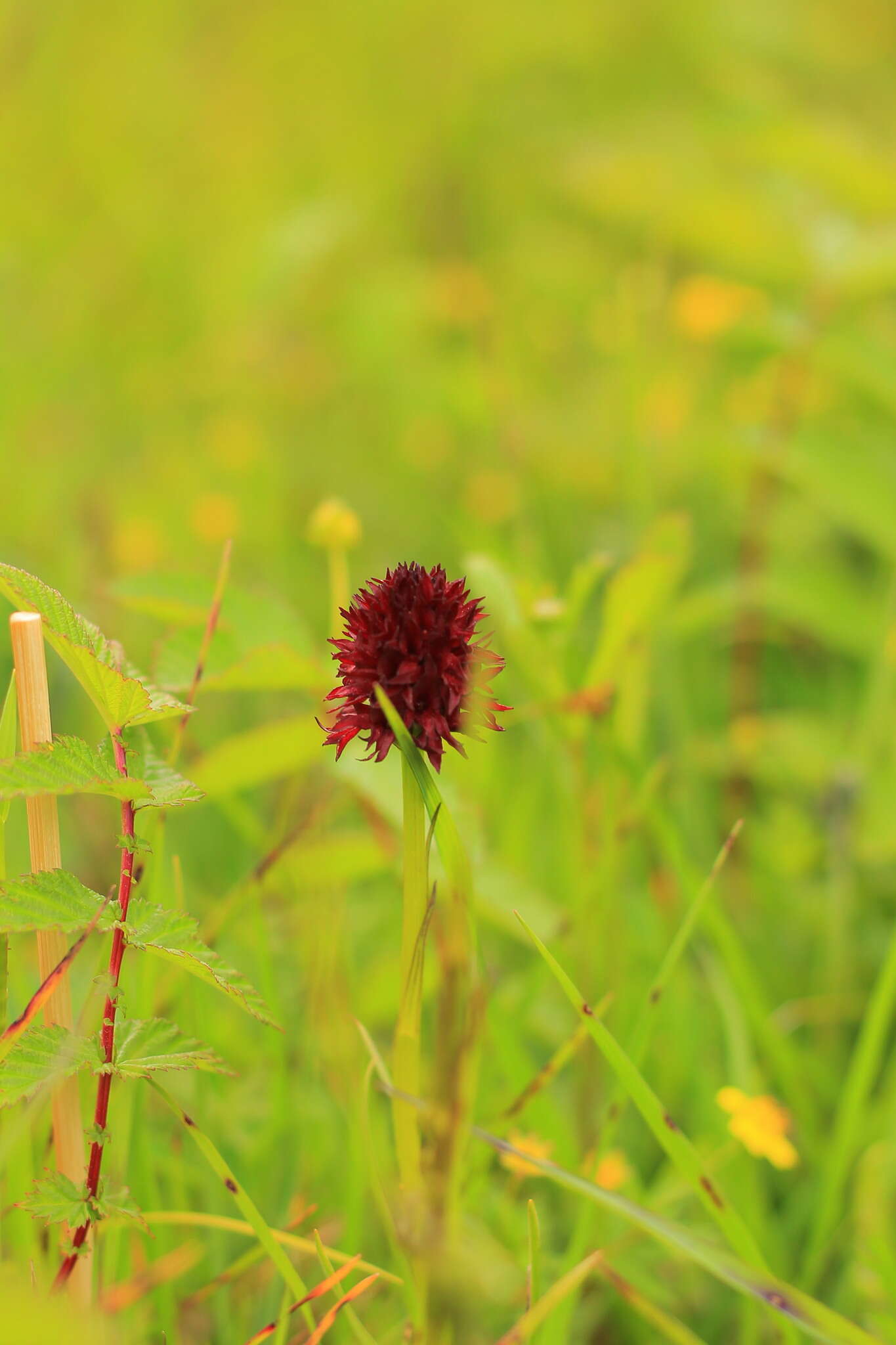 Image of Black Vanilla Orchid