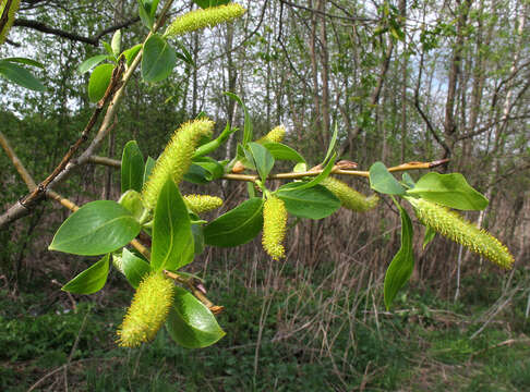 Image de Salix meyeriana Rostk. ex Willd.