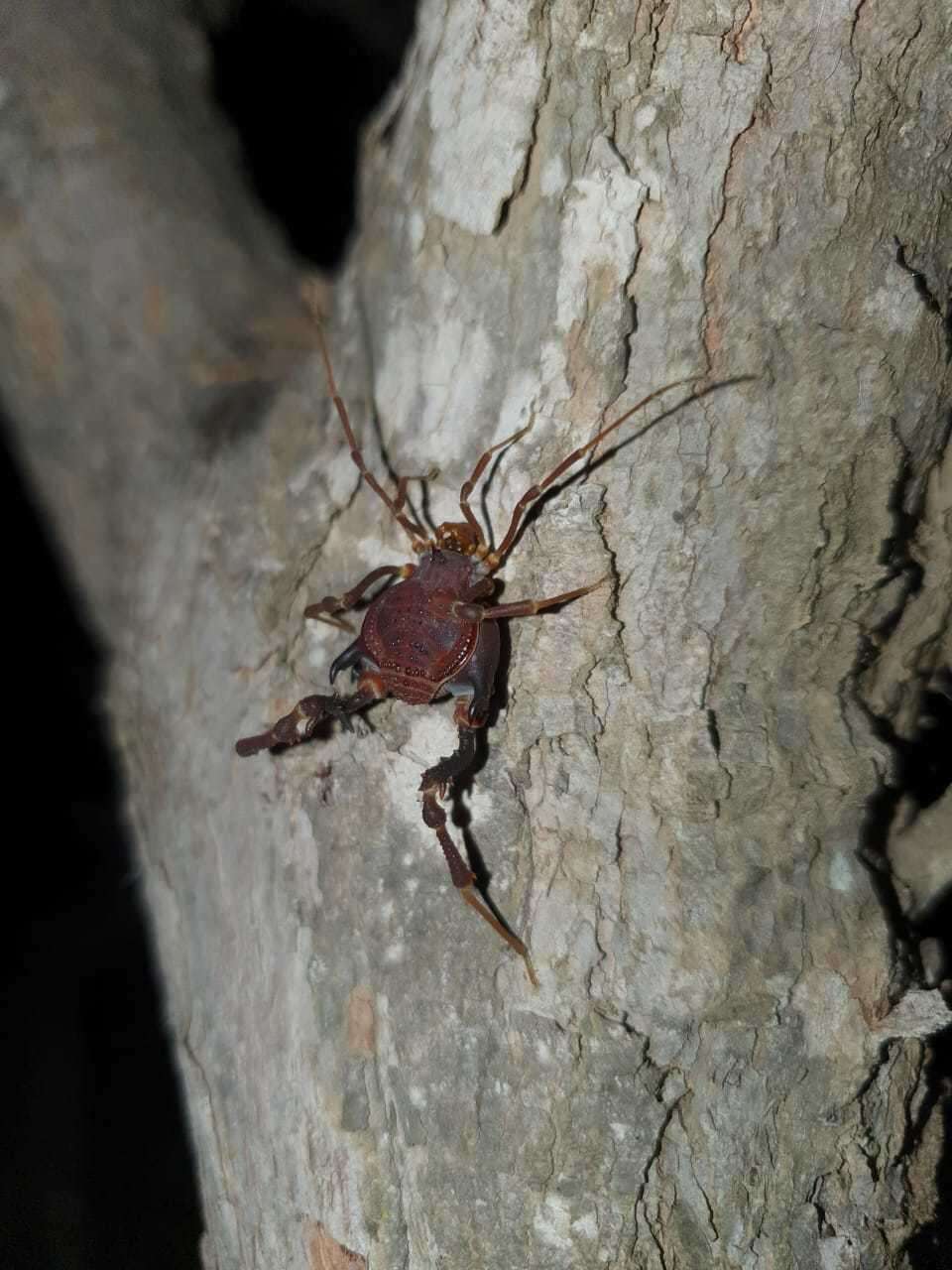 Image of Pachylus chilensis (Gray 1833)