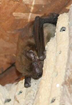 Image of Evening Bat