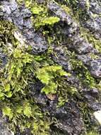 Image of alsia moss