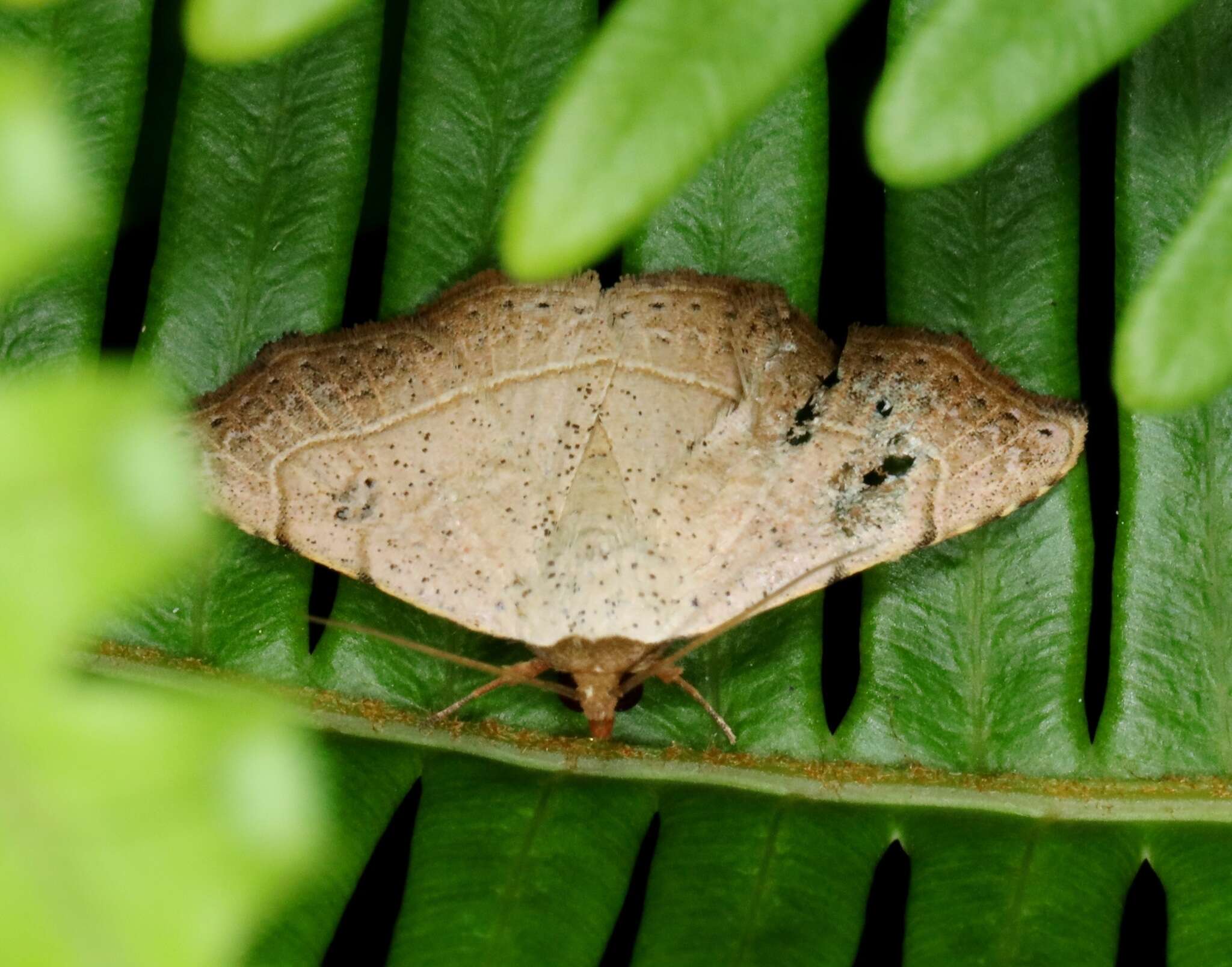 صورة Laspeyria ruficeps (Walker 1864)