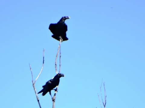 Plancia ëd Corvus albicollis Latham 1790