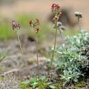 Image of Manulea platystigma O. M. Hilliard & B. L. Burtt