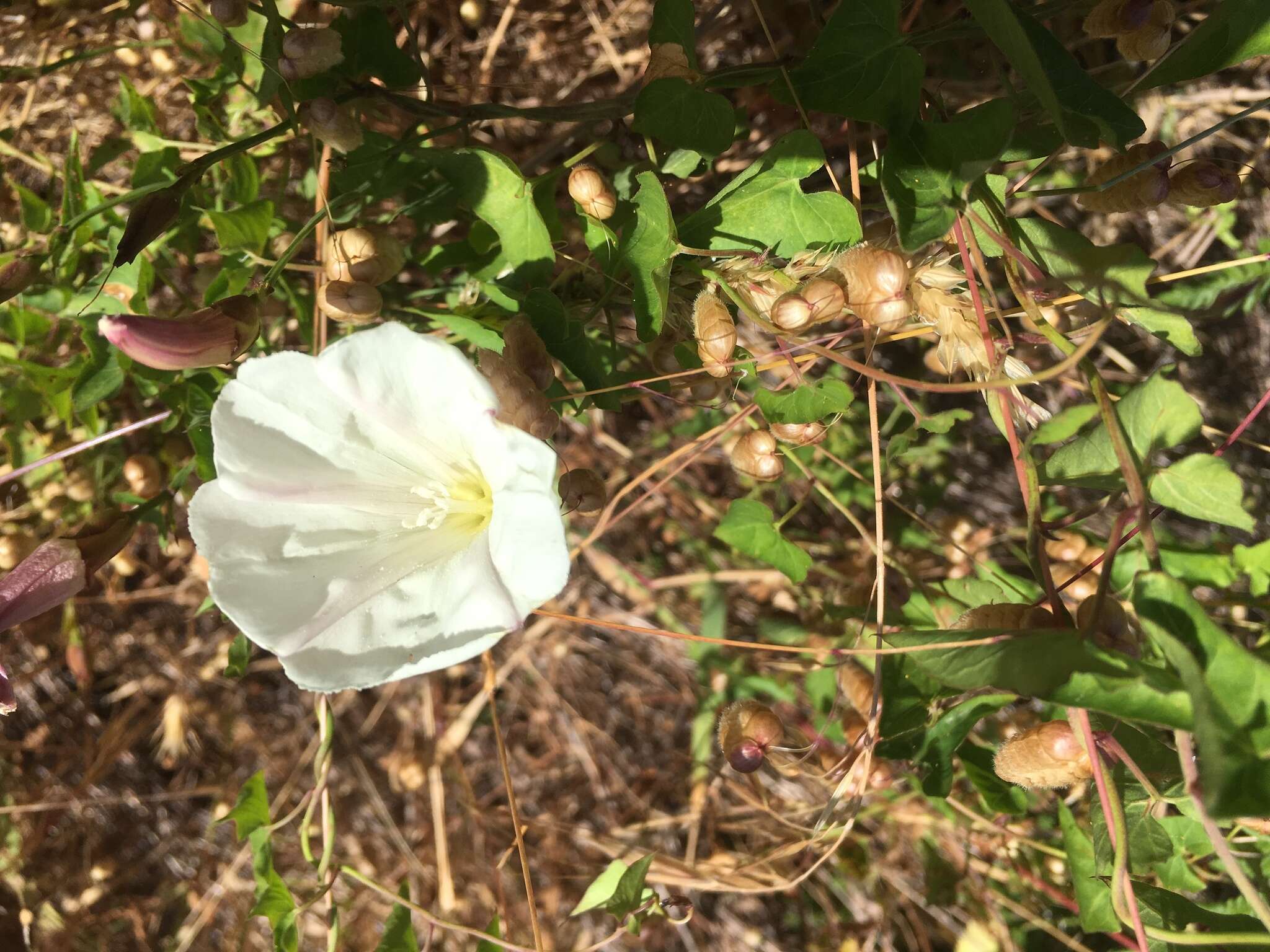 Image of Pacific false bindweed