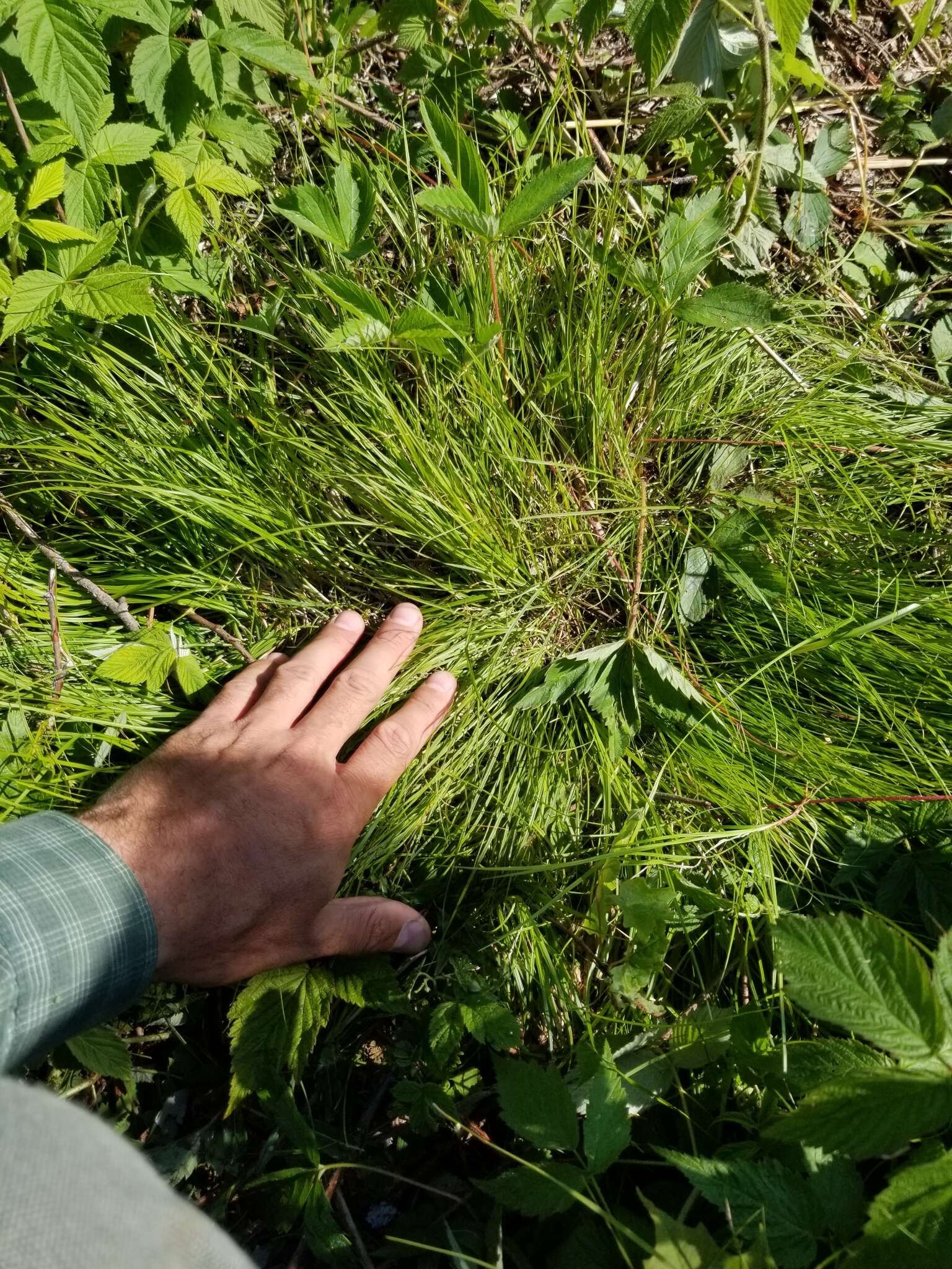 Image of New England sedge