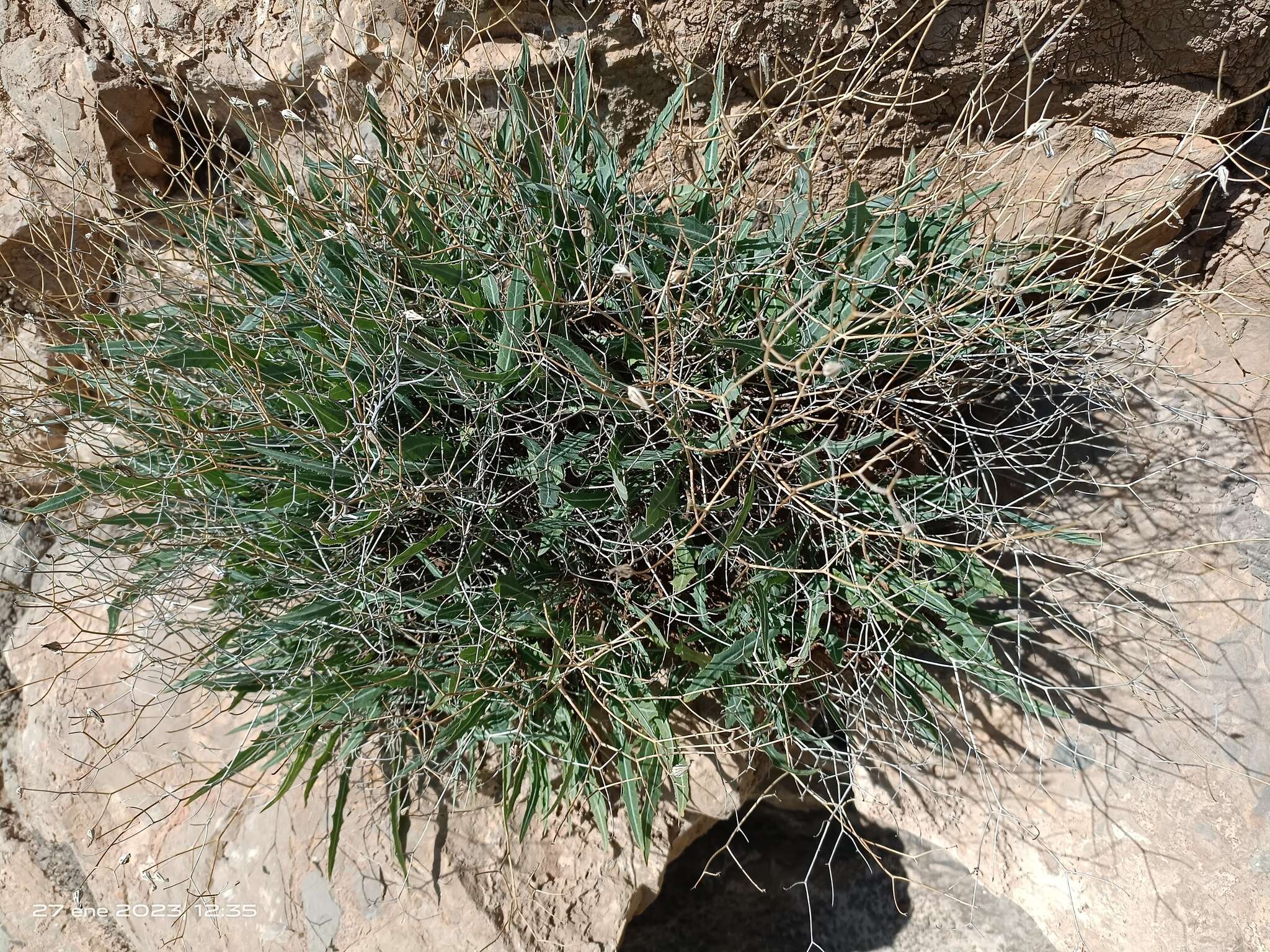 Image of Launaea lanifera Pau