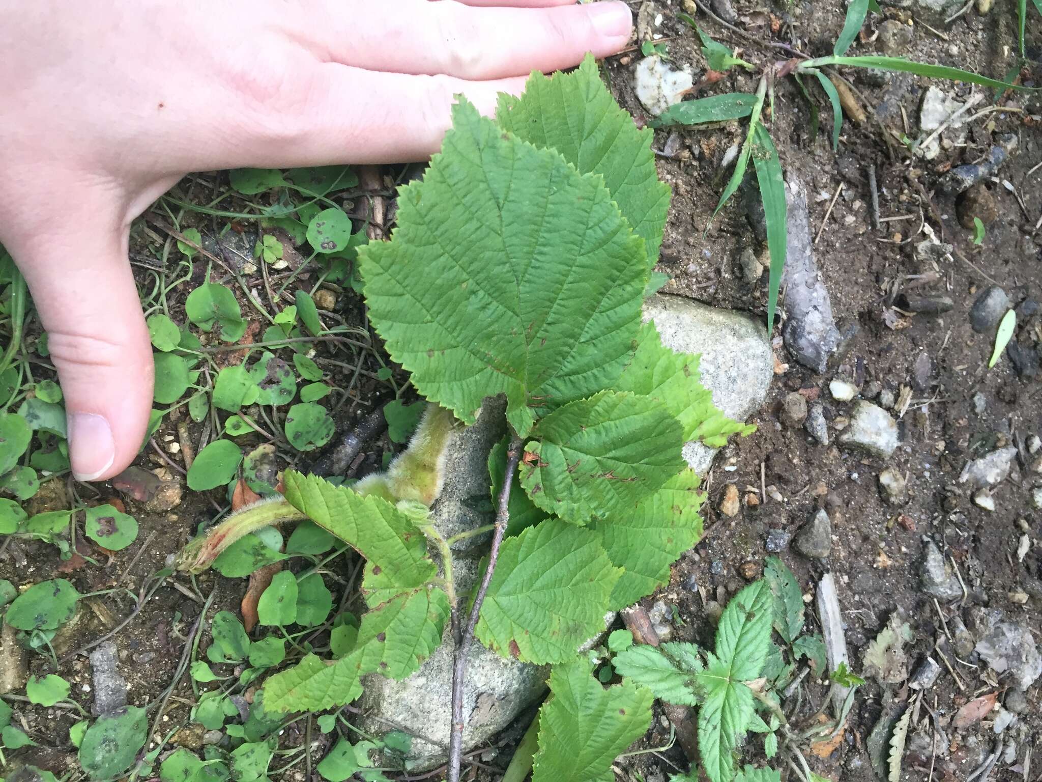 Image of Corylus sieboldiana Blume