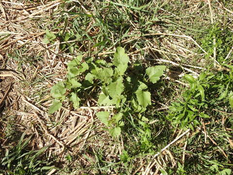 Imagem de Xanthium orientale subsp. italicum (Moretti) Greuter