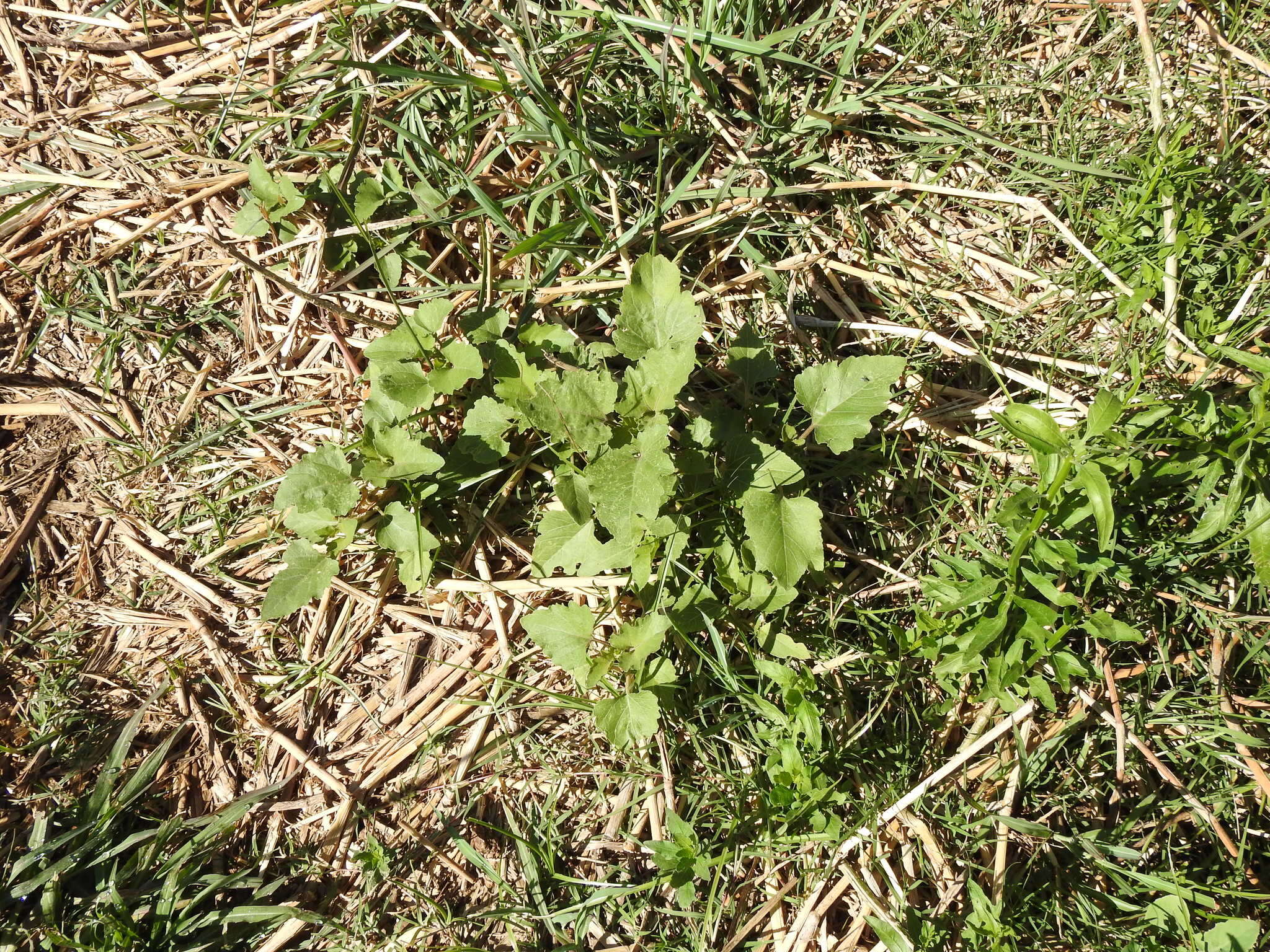 Image of Xanthium orientale subsp. italicum (Moretti) Greuter