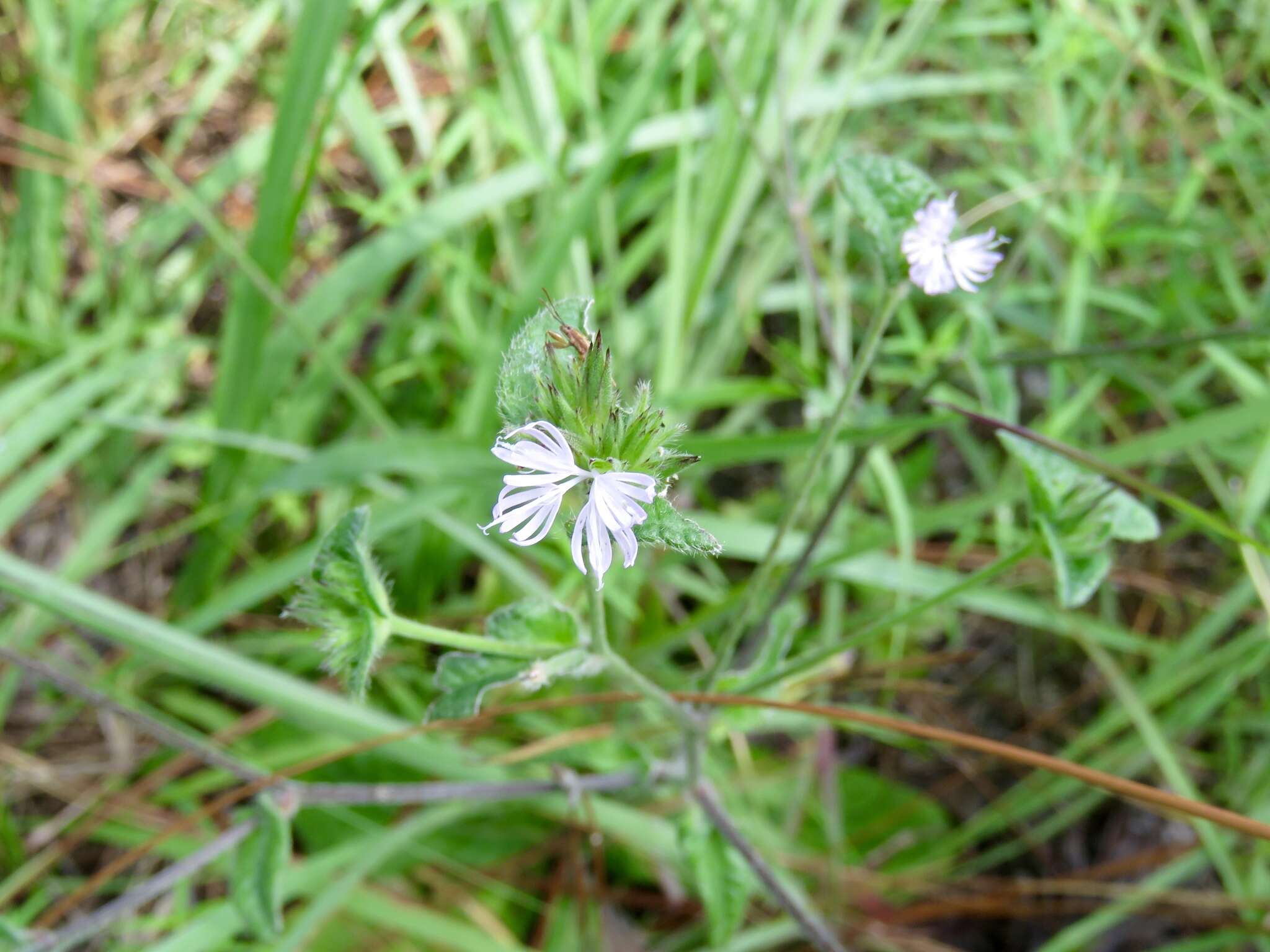 Image of devil's grandmother