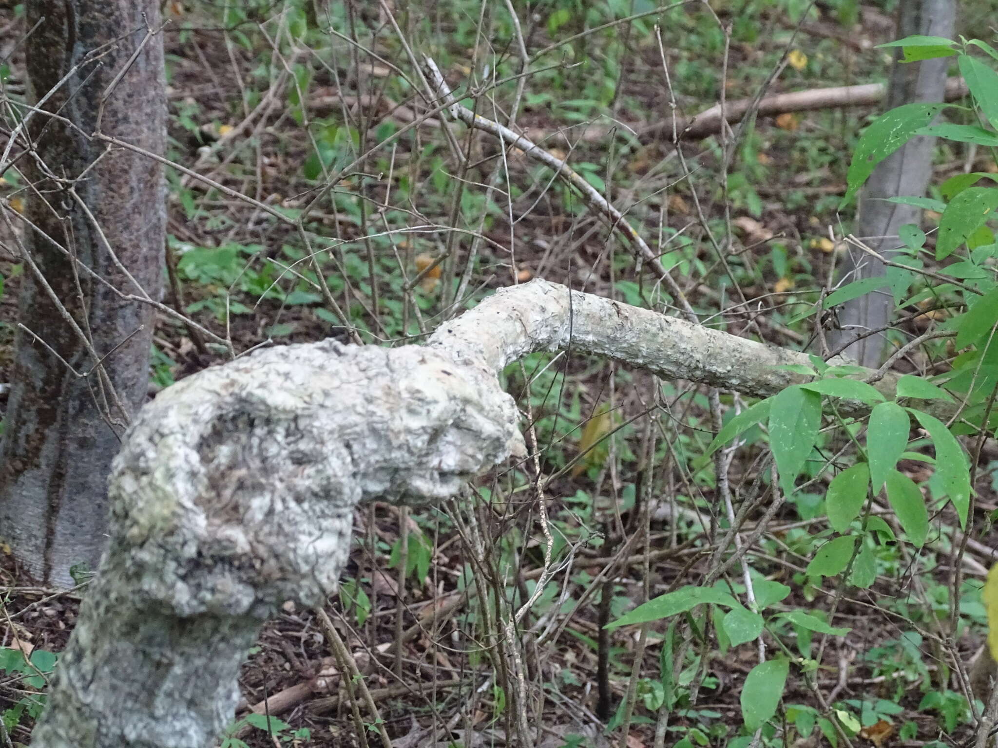 Ibervillea hypoleuca (Standl.) C. Jeffrey resmi