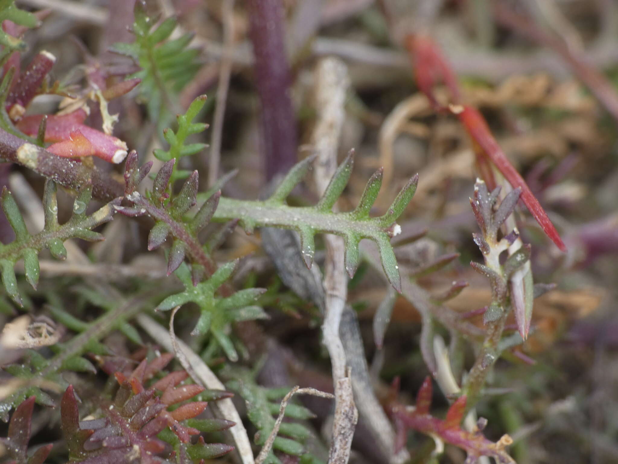 Image de Sisymbrella aspera (L.) Spach