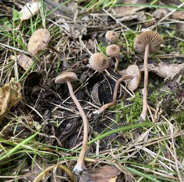 Image of Inocybe calospora Quél. 1881