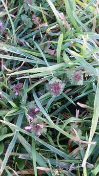 Image of Lamium purpureum var. hybridum (Vill.) Vill.