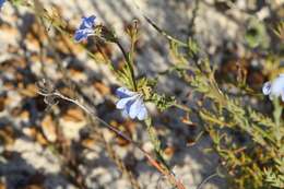 Image of Claw Leschenaultia