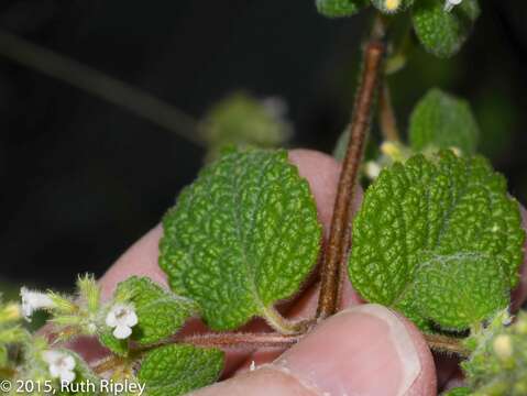 Image of Minthostachys mollis (Benth.) Griseb.