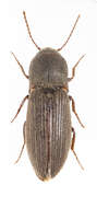 Image of Agriotes mancus (Say)