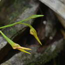 Image of Bulbophyllum pachyanthum Schltr.