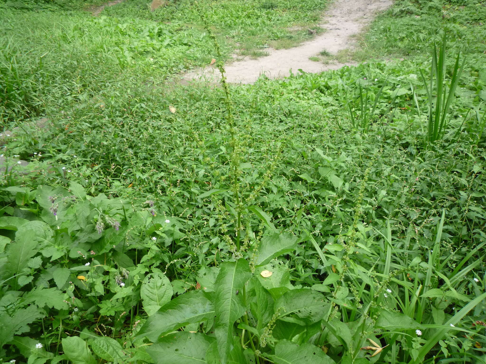 Image of Rumex obtusifolius subsp. sylvestris (Lam.) Celak.