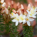 Image of Calytrix involucrata J. M. Black