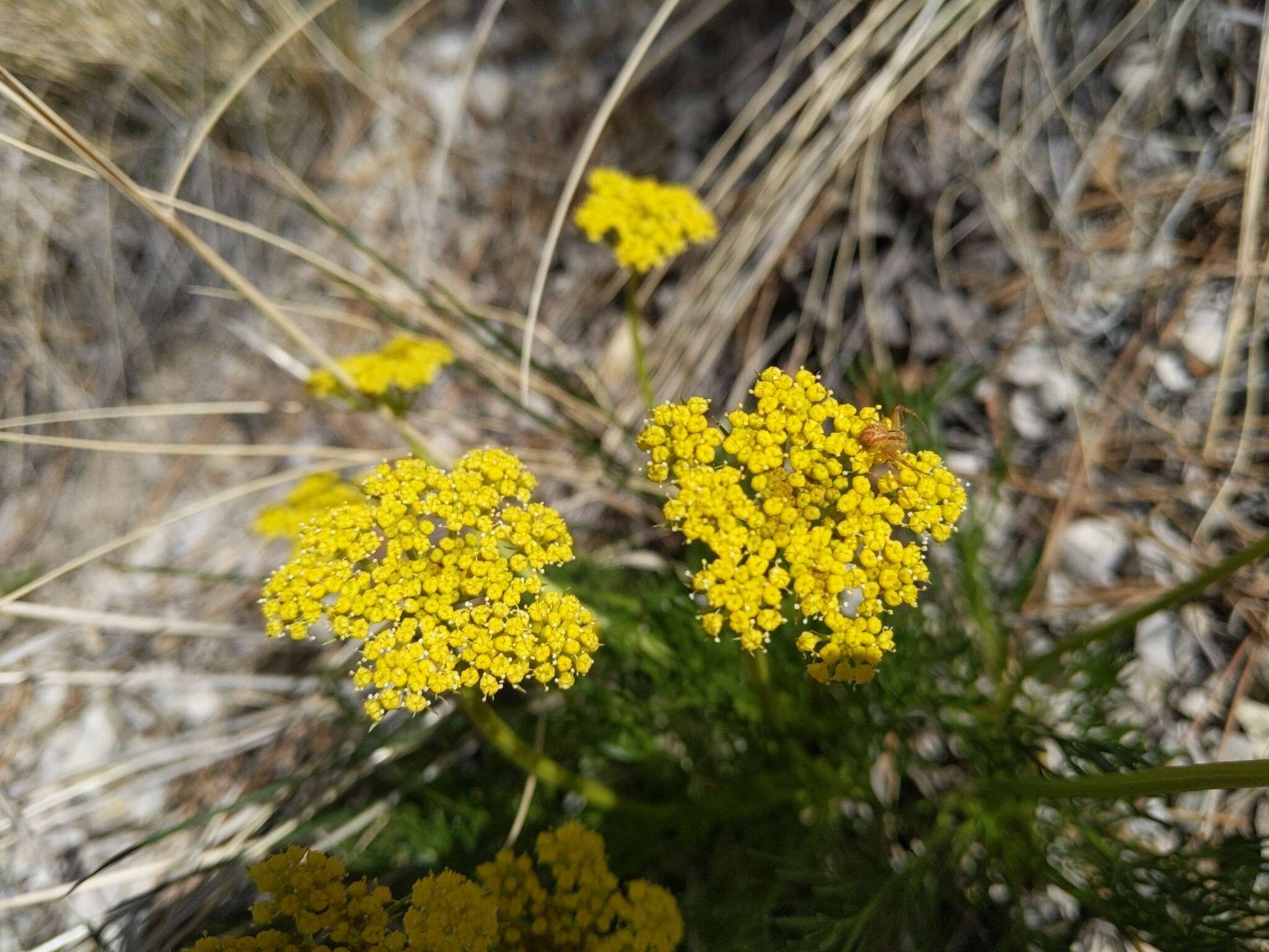 Image of slender wildparsley