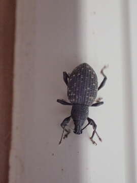 Image of Black Vine Weevil