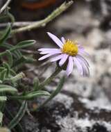 Image of <i>Erigeron <i>clokeyi</i></i> var. clokeyi