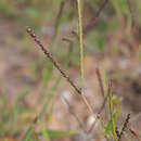 Image of Cynodon simonii P. M. Peterson